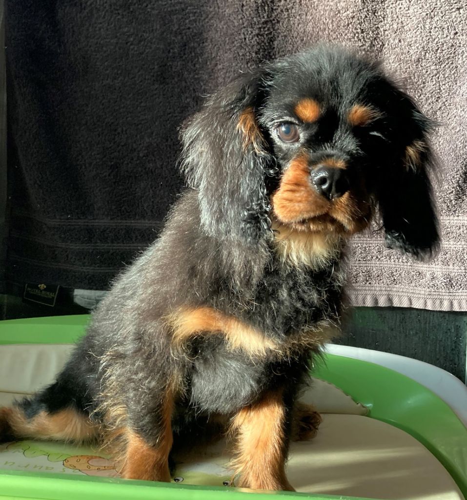 des bois du brame - Chiots disponibles - Cavalier King Charles Spaniel